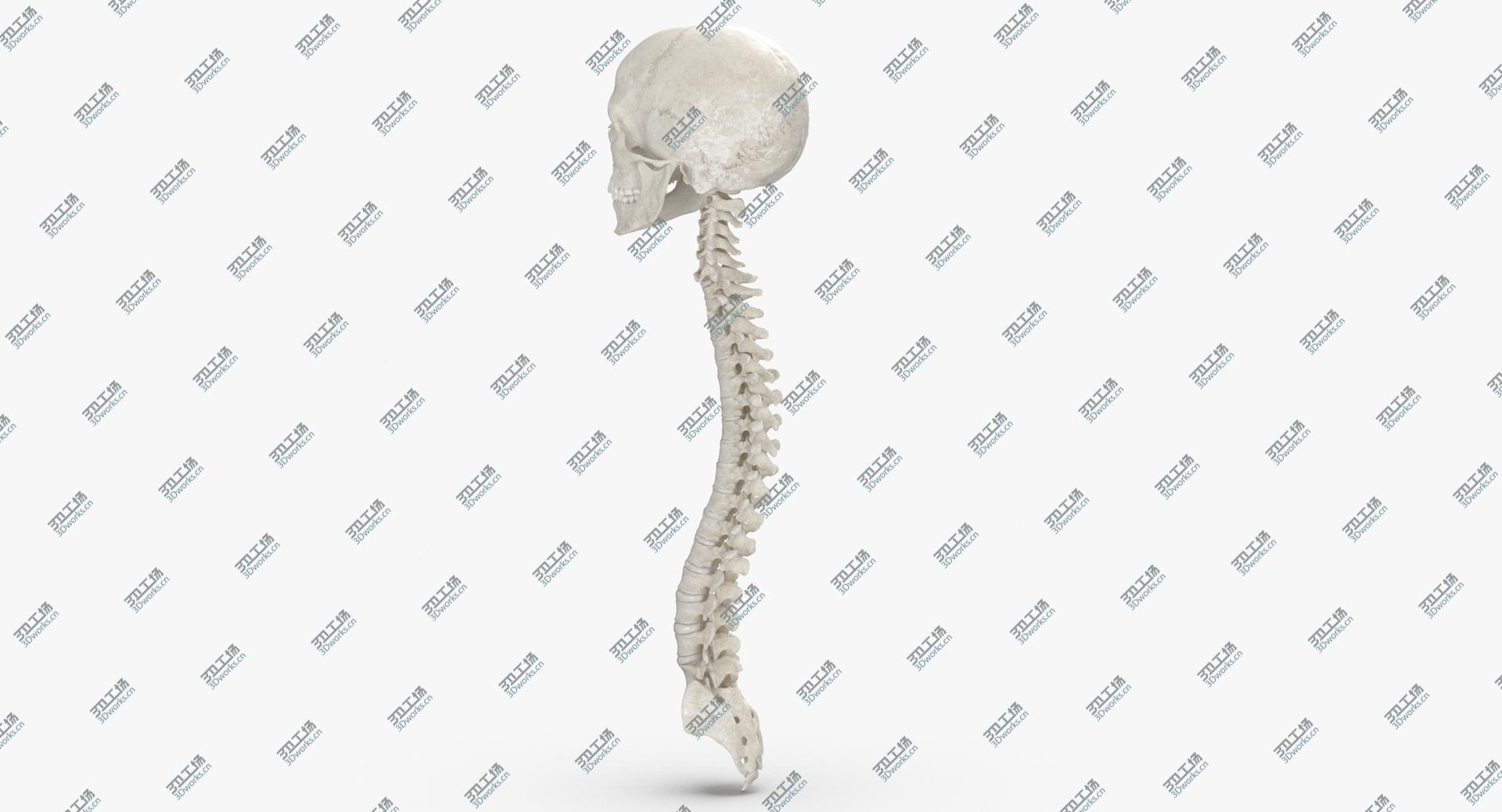images/goods_img/202104091/3D Real Human Spine Bones Male Skull and Jaw Anatomy With Intervertibral Disks White 01 model/3.jpg